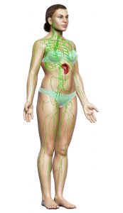 Lymfsystemet helkropp kvinna